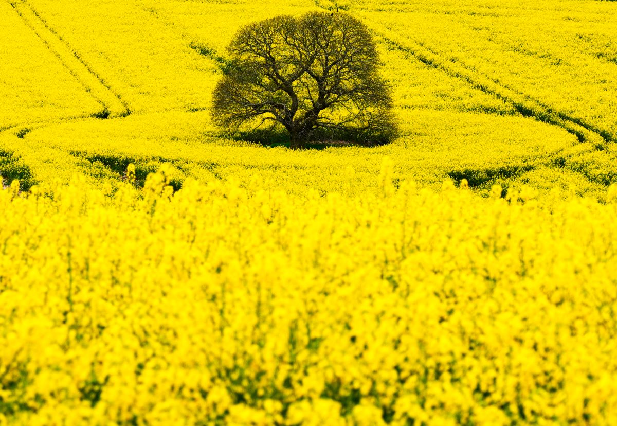 Rape field